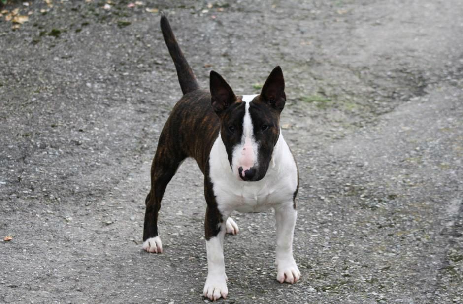 

7 month old